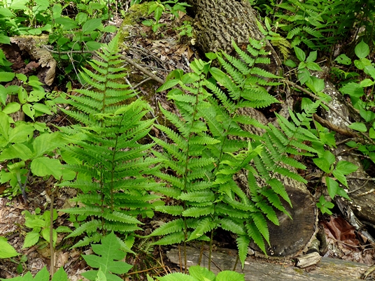 {Dryopteris celsa}